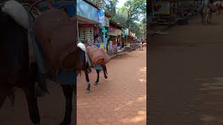 matheran village Maharashtra horse transportation