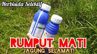 Herbisida Selektif Jagung, Bagaimana Cara Penggunaannya?