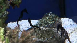 seahorses.flv