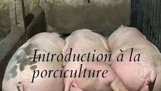 INTRODUCTION À LA PORCICULTURE (LIVE FACEBOOK)