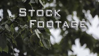 Free Stock Footage - Nature - trees, forest, leaves