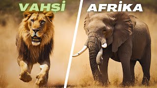 Vahşi Afrika'nın Sırları: Aslanların Şaşırtıcı Dansı ve Fil Kralın Gerçek Gücü! 🦁🐘