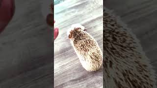 Baby hedgehog