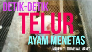 Detik Detik Telur Ayam Menetas