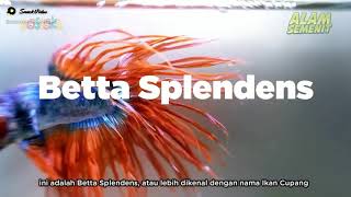 Betta Splendens#shorts