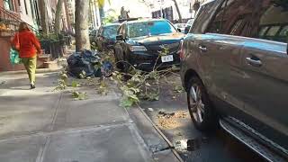 New York City up-close - tree pruning on East 32nd Street, November 12, 2024 2