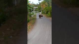 Si Penjual Cilok Ugal Ugalan Di Jalan LucuuGokil