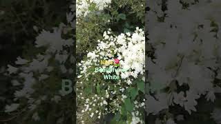 #beautifulwhiteflowers