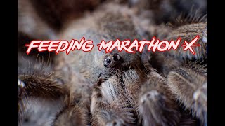 Feeding Marathon 10 #GEV74