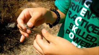 Orange Throated Whiptail Lizards