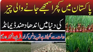 cultivation onion in punjab, green onion crop, اگست کاشت پیاز منافع بخش، high yield crop onion