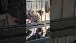 2 year old pugs