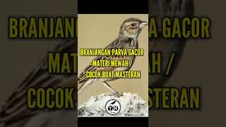 Branjangan parva gacor materi mewah / cocok buat masteran #branjangan