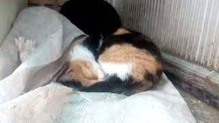 Little cat kicsi macska 2021  sleeping