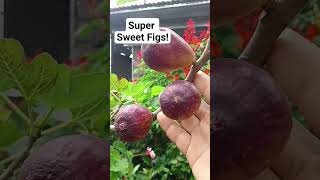 Fig