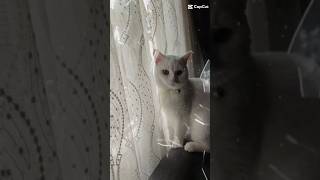 Kedim🐱ares sizce nasıl #shortvideo #shortsviral