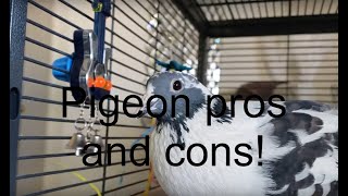 Pigeon pros and cons