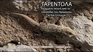 Ταρέντολα - ΑΓΡΙΑ ΕΛΛΑΔΑ deleted scene