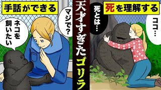 【実話】史上最も天才のゴリラ。手話を使い…死の概念を理解した。【マンガ動画】