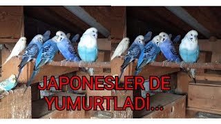 SALMADA MUHABBET KUŞU YETİŞTİRME 2.BÖLÜM