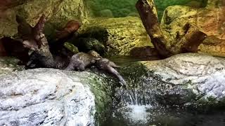 kids aquarium videos #shorts