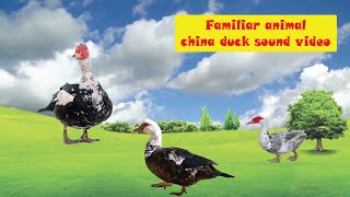 Familiar animal china duck sound video