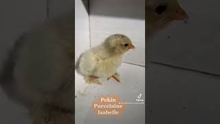 Présentation de poussin : poussin pekin porcelaine Isabelle