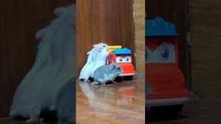 Cat Paul Short Mouse Games Episode 4 | Mouse Games - hide & seek | off the screen [Fun HD] #mouse