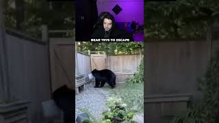 Bear trys to escape someones backyard #pablo #pablovintura #viral #trending