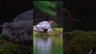 Duck Sound #shortvideo #animals #viral