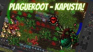 Tibia Mini Arena Boss - Plagueroot (Kapusta) - Poradnik/Guide