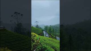 💚 Munnar 🌳 in 🌨️ Monsoon 🌳🌨️🩵🚗🛣️📍     #shorts #shortsfeed #monsoon #trending #nature #munnar #kerala