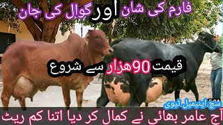 black American cow| sahiwal cow | Australia cow| jersey cow| such animal tv