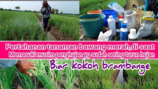 hujan semakin sering, apa tindakan selanjutnya& fungisida yang di masukan,agar bawang merah kokoh??