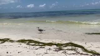 Hungry seagull looking for food.