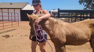 The foals get cooled off in the HEAT!