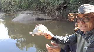 pescando tilapias e cara em Uberlândia Minas Gerais