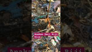 ANAKAN ULIN DARI BIJI DI HUTAN ALAM