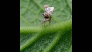 Lacewing larva/Junk Bug #alien #nature