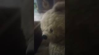 Mr teddy bear Short