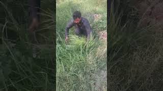 🐄🐄This poor man is cutting fodder for his cows in the scorching heat.