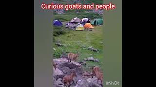 Curious goats and people. #nature #goats