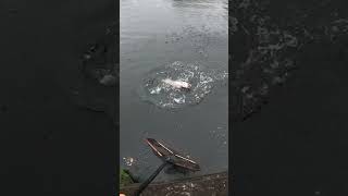 Crazy footage of a big pike jumping from my last video #shortfeed