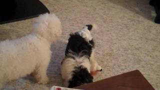 Bichon and Havanese Tug of War