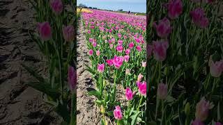 Holland Tulips fields #tulip #tulipflower #tulipfields #amsterdam #tulipsevents