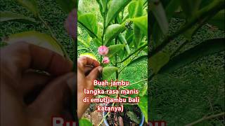 #garden #berkebun