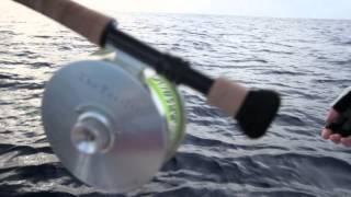 Sailfish on fly.m4v Dark Sword FlyCastaway