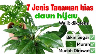 7 Tanaman hias daun hijau || Siap bikin Rumah lebih Segar || Murah & Rawatan sangat mudah gess...