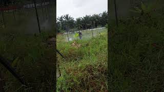 TKI pekerja kebun Di malaysia