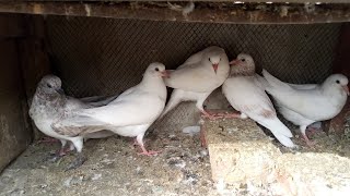 New Baby Pigeon Breeding Progress 🕊️ | M Asad Birds #MAsadBirds #Kabutar #PigeonBady